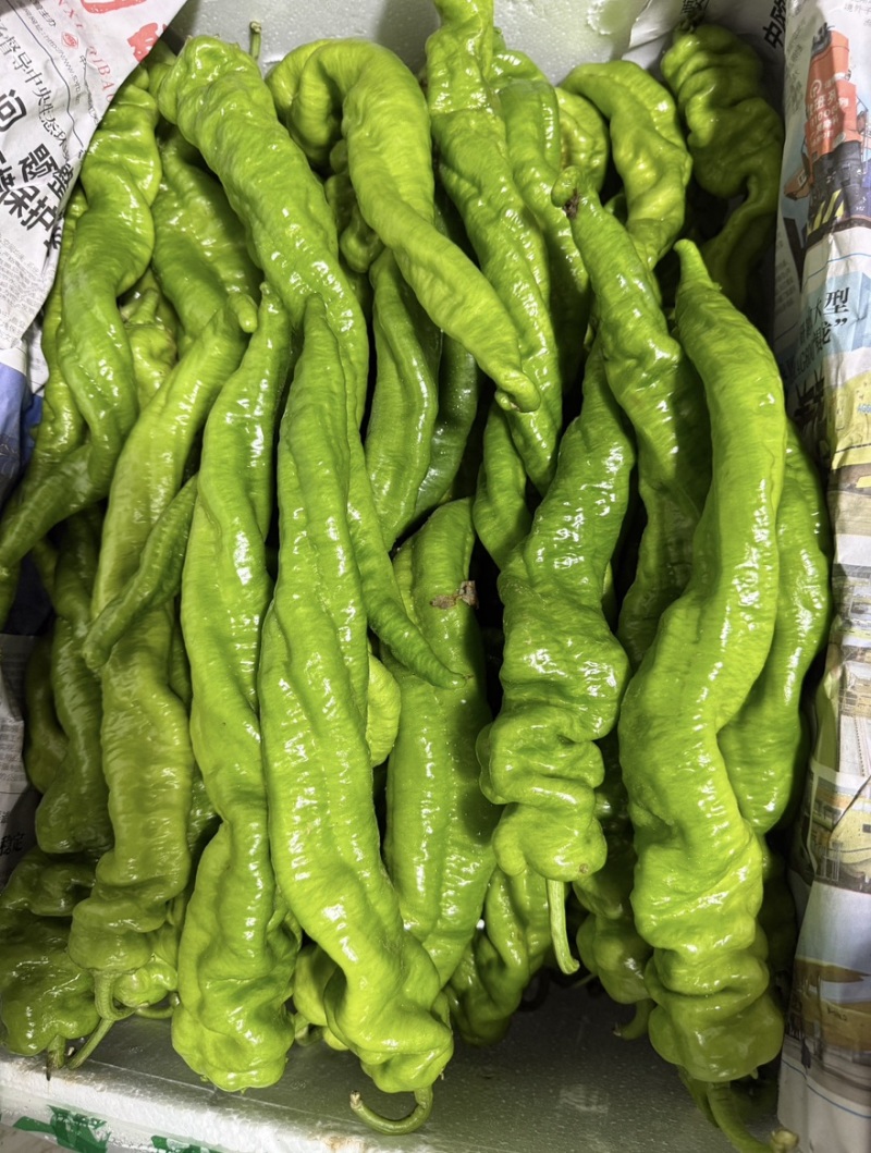 精品螺丝椒支持视频看货对接各大市场商超平台