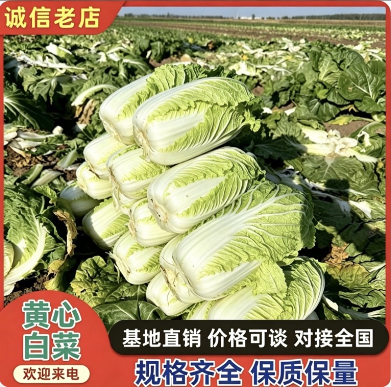 精品白菜黄心白菜产地直供货源充足质量有保证