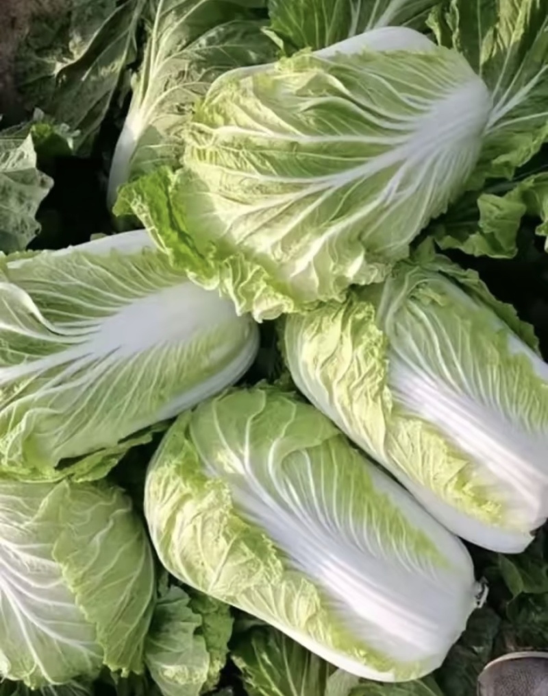 精品白菜黄心白菜产地直供货源充足质量有保证