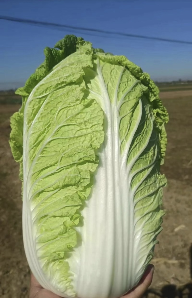 精品白菜黄心白菜产地直供货源充足质量有保证