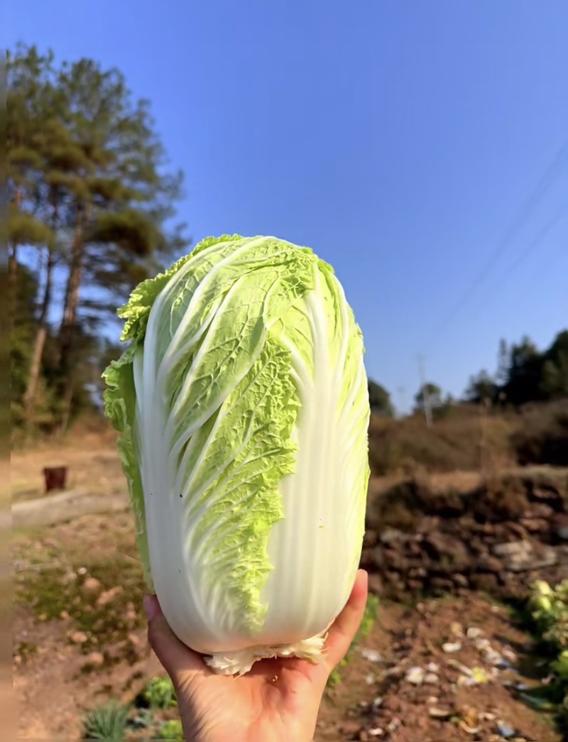 精品白菜黄心白菜产地直供货源充足质量有保证
