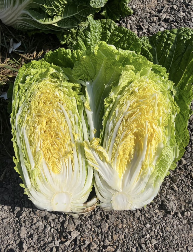 精品白菜黄心白菜产地直供货源充足质量有保证