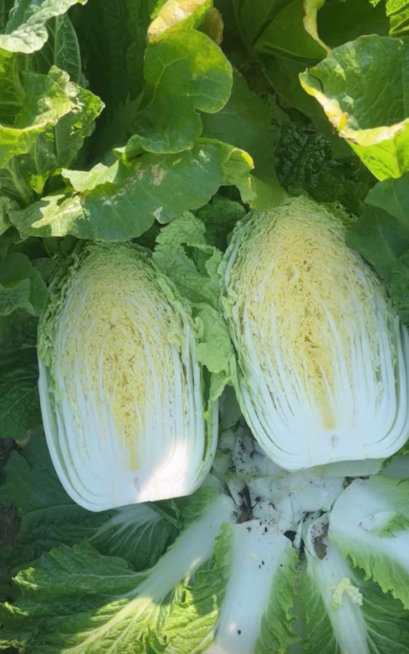 精品白菜黄心白菜产地直供货源充足质量有保证