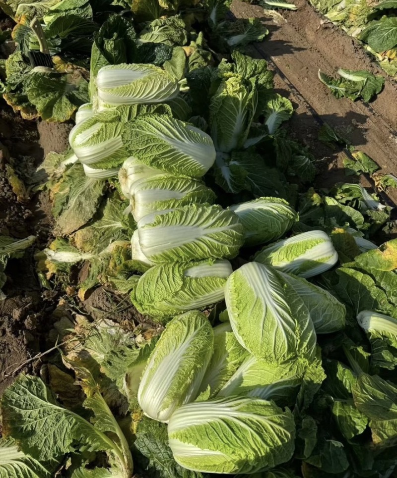 精品白菜黄心白菜产地直供货源充足质量有保证