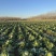 精品白菜黄心白菜产地直供货源充足质量有保证