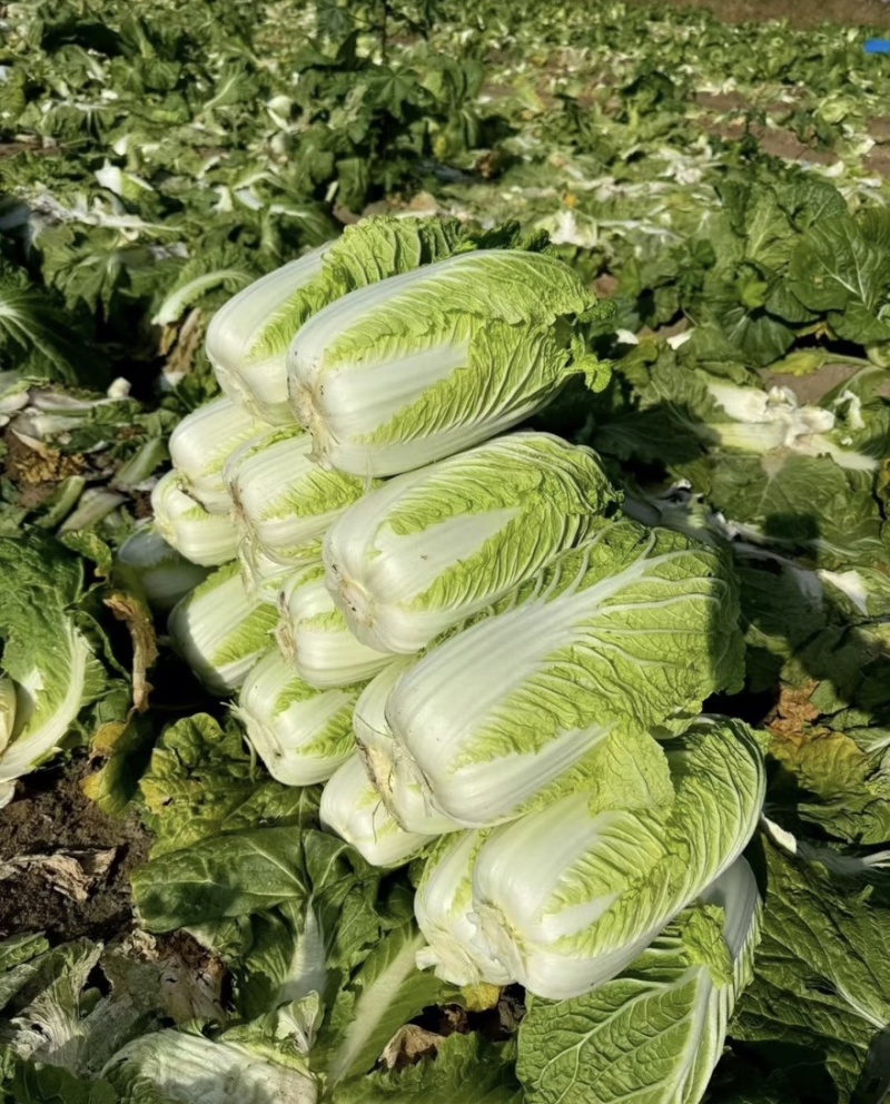 精品白菜黄心白菜产地直供货源充足质量有保证