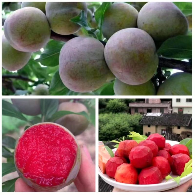 奈李，清脆李，纯甜无酸，脱骨，对接电商，社团，市场，出口