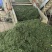 优质糯米香叶，从种植到成品一条线，没有中间商赚差价