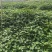 优质糯米香叶，从种植到成品一条线，没有中间商赚差价