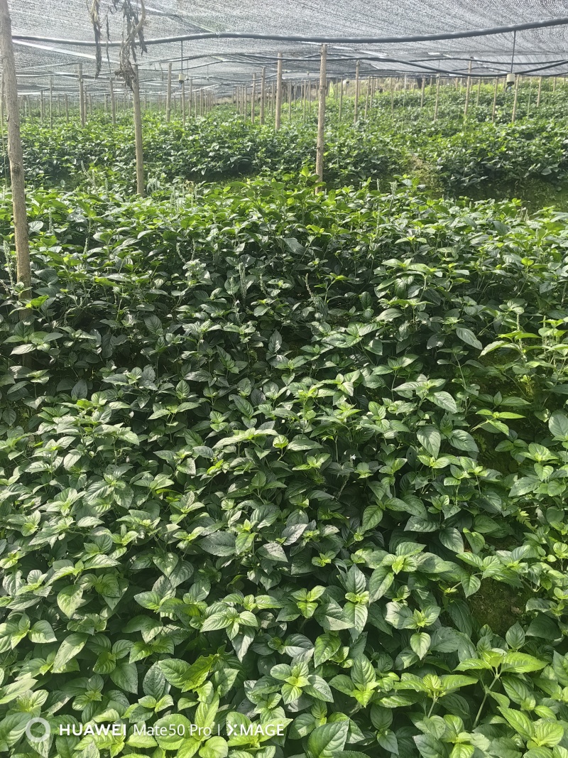 优质糯米香叶，从种植到成品一条线，没有中间商赚差价