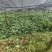 优质糯米香叶，从种植到成品一条线，没有中间商赚差价
