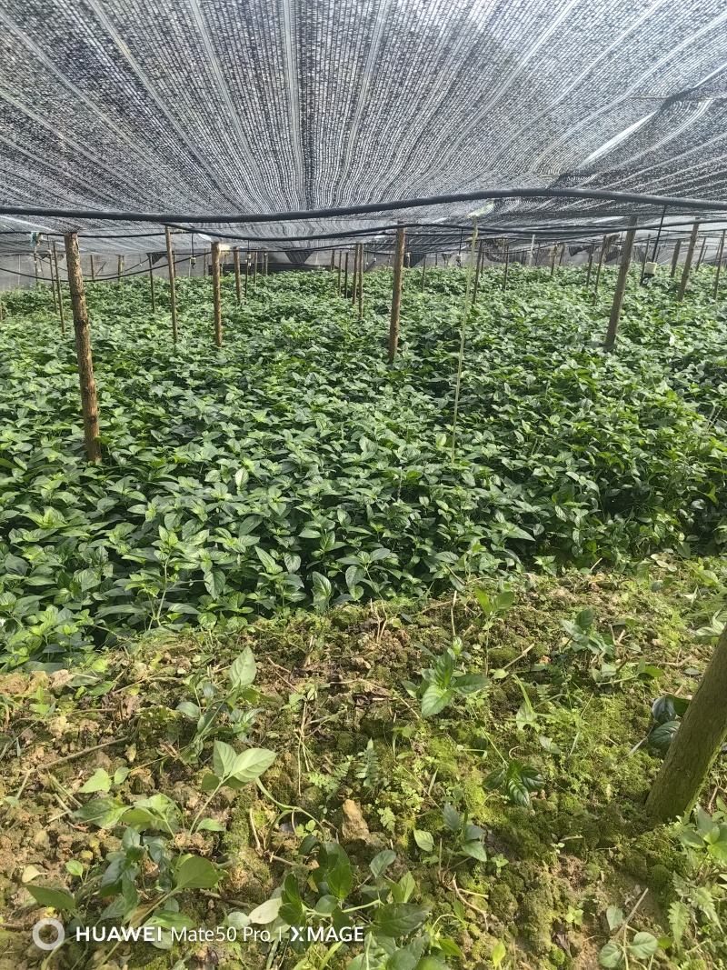 优质糯米香叶，从种植到成品一条线，没有中间商赚差价
