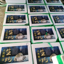 福建生蚝，产地直发，半壳、全壳均有全国可发货、量大有优惠