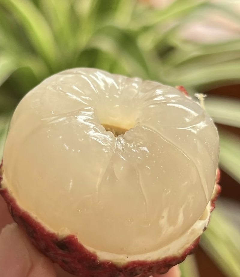 四川妃子笑、黛绿荔枝产地直发，量大从优