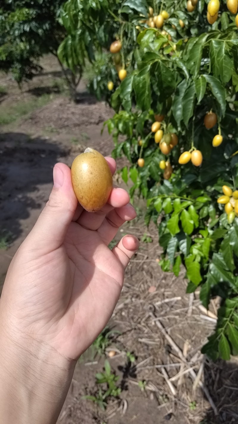 牛心黄皮