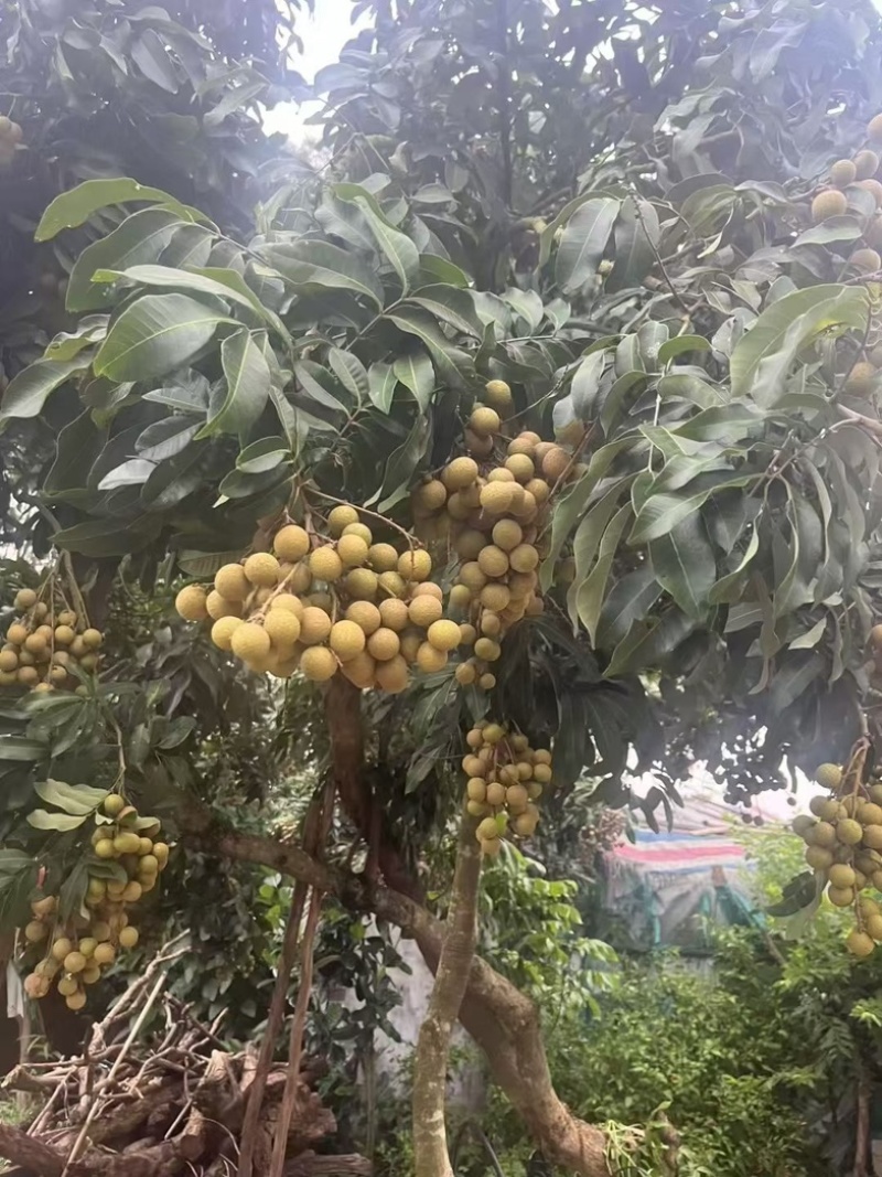 龙眼
