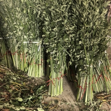 艾草