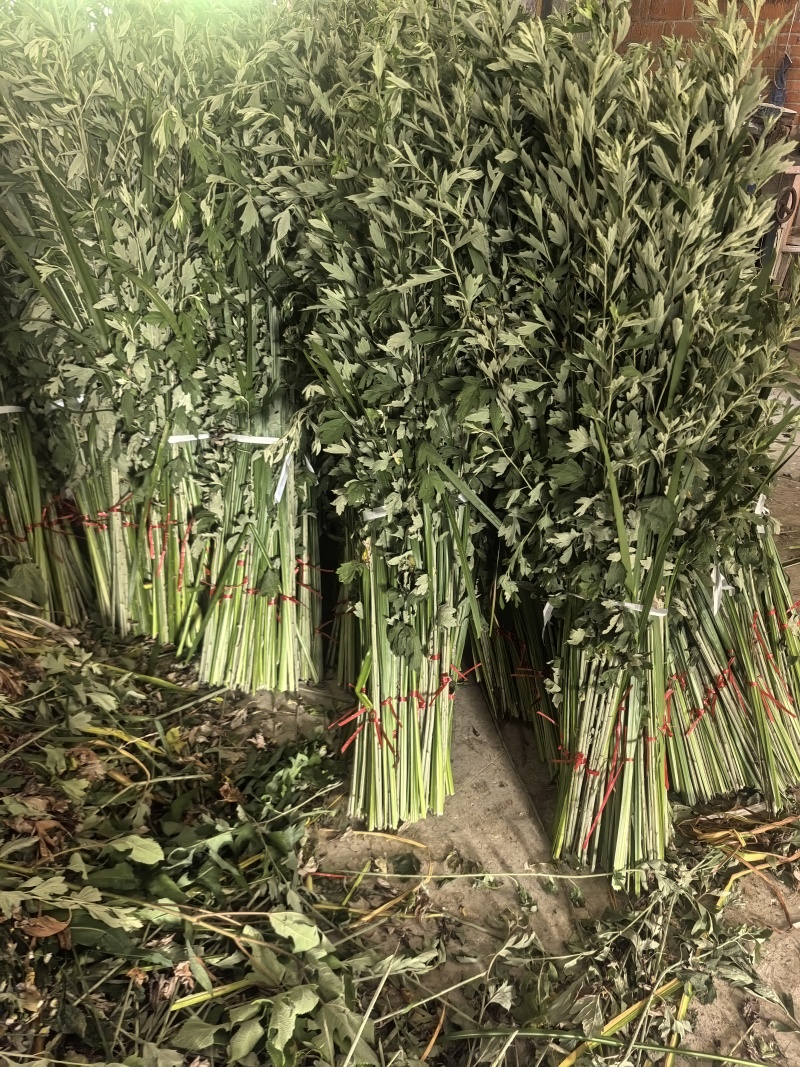 艾草