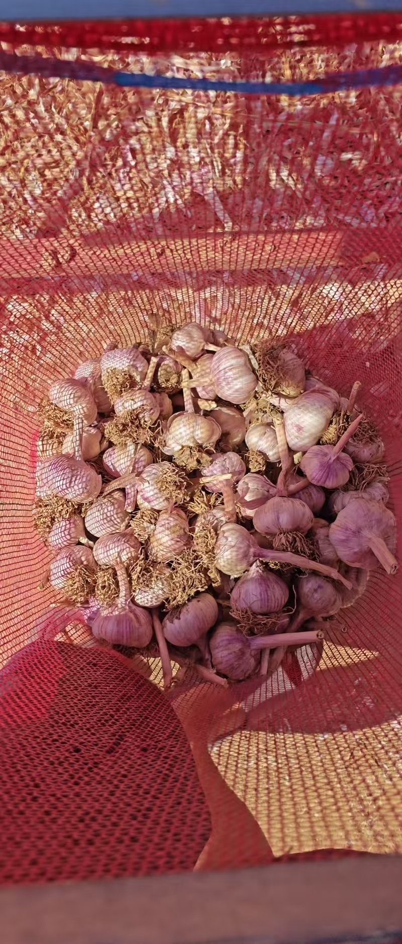 优质大名宽叶大青稞蒜种