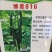 黄瓜苗密刺黄瓜苗短把绿肉嫁接黄瓜苗苗场直发