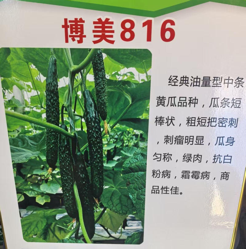 黄瓜苗密刺黄瓜苗短把绿肉嫁接黄瓜苗苗场直发