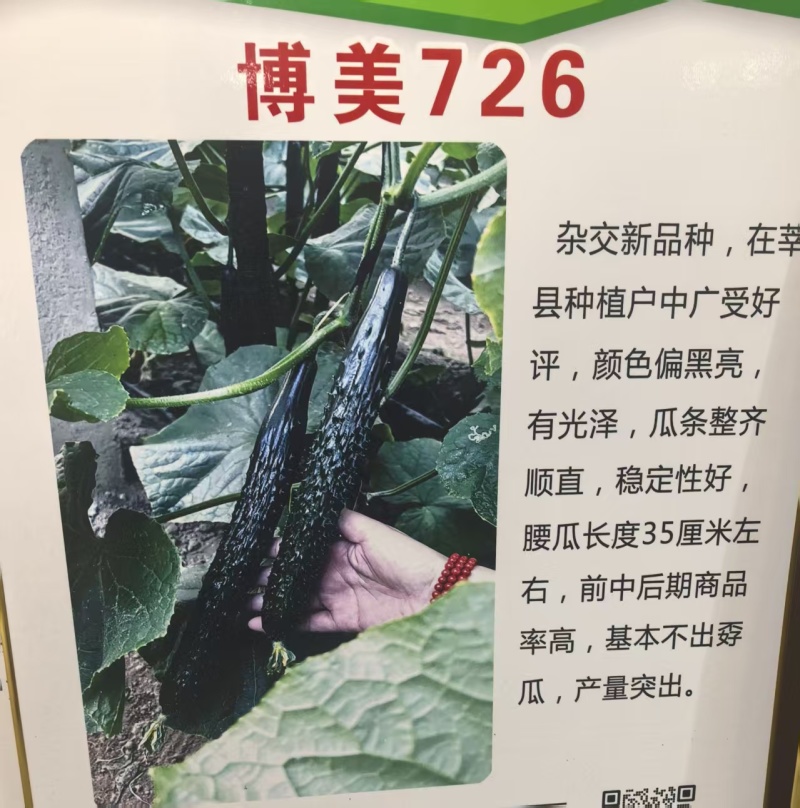 黄瓜苗密刺黄瓜苗短把绿肉嫁接黄瓜苗苗场直发