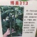 黄瓜苗密刺黄瓜苗短把绿肉嫁接黄瓜苗苗场直发