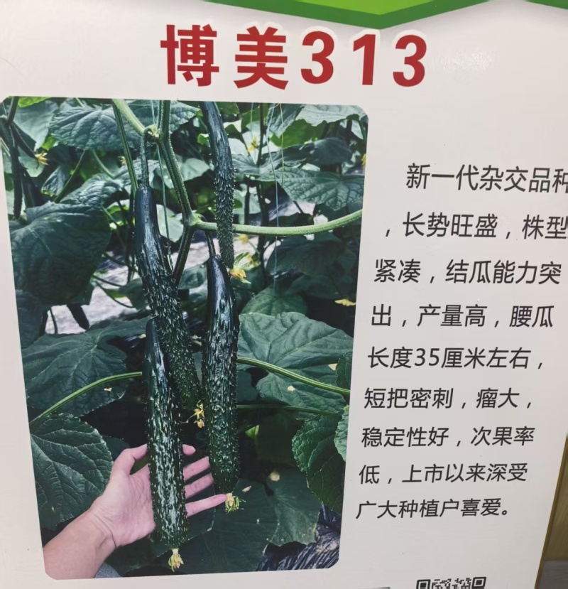 黄瓜苗密刺黄瓜苗短把绿肉嫁接黄瓜苗苗场直发