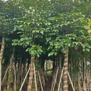 秋枫10-18分，大量现货待售