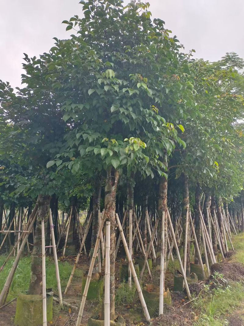 秋枫10-18分，大量现货待售