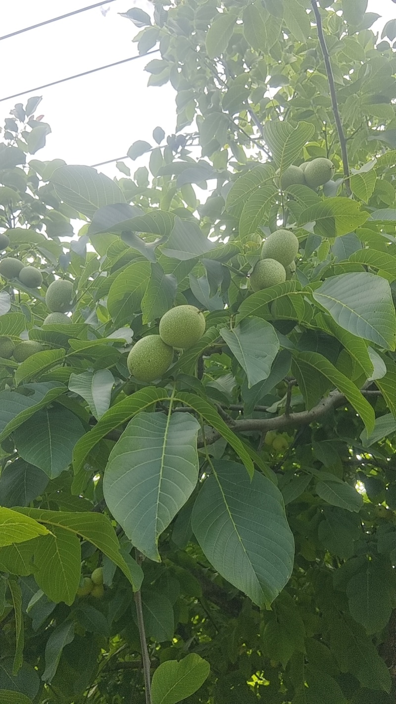 陇南青皮核桃，产地直发，可分拣