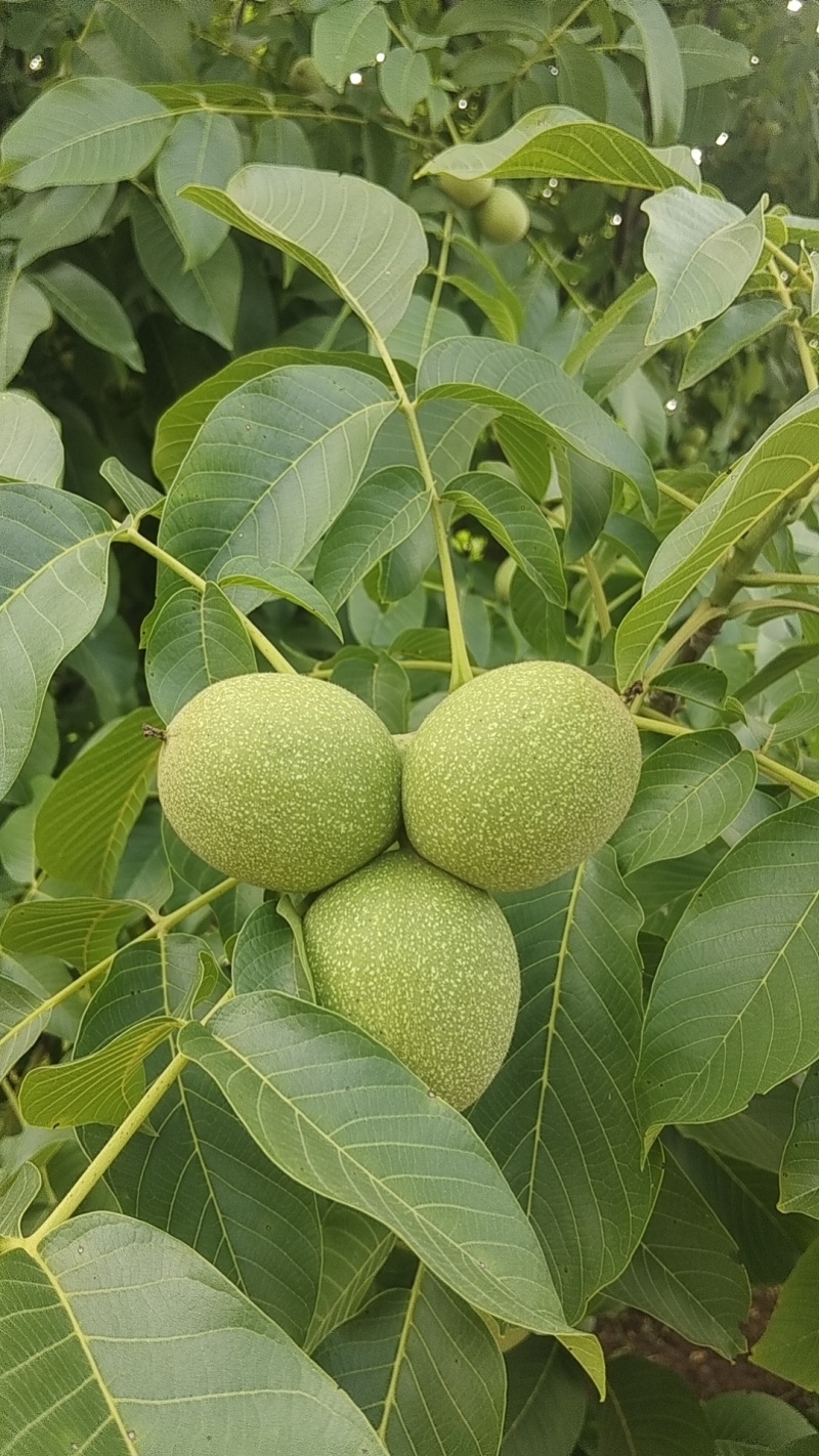 陇南青皮核桃，产地直发，可分拣
