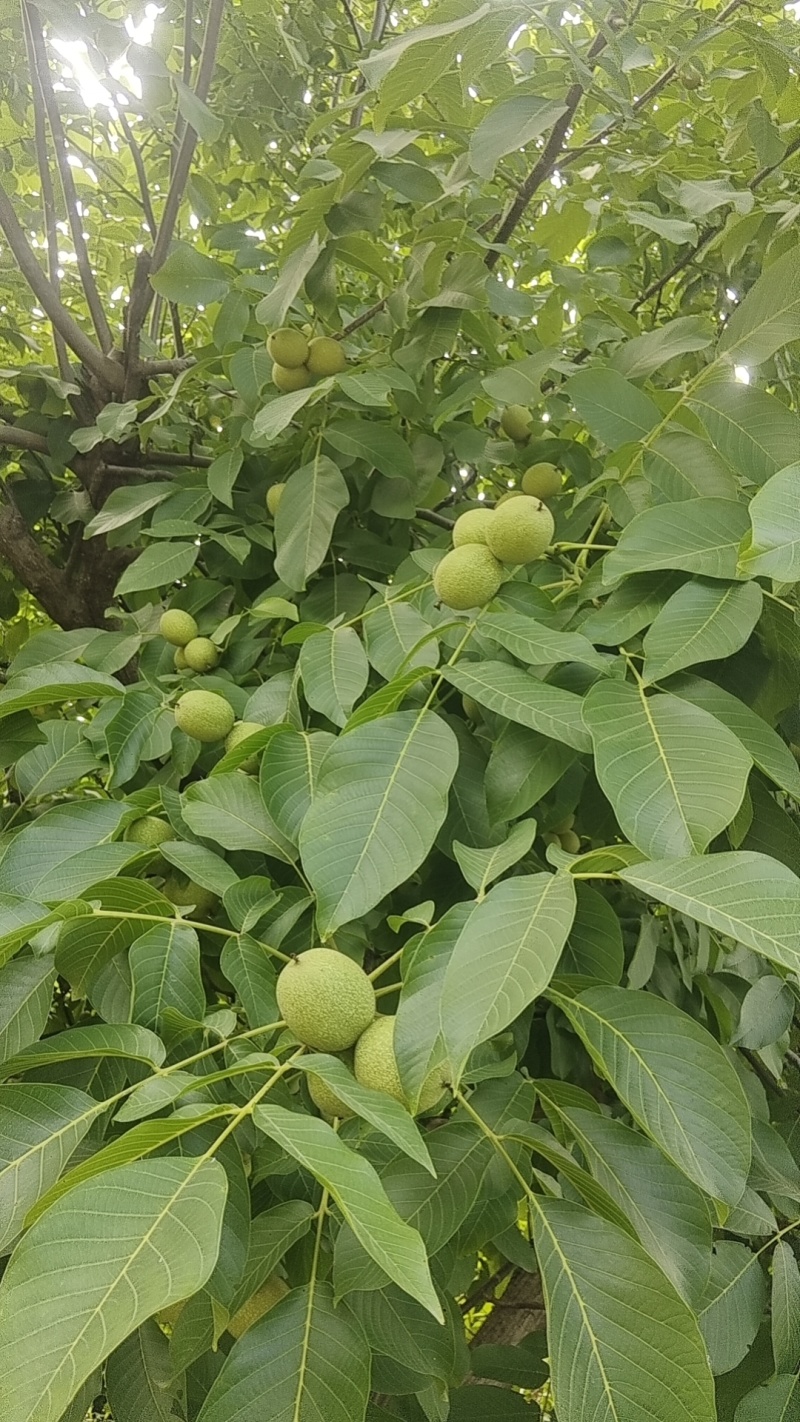 陇南青皮核桃，产地直发，可分拣