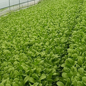 鸡毛菜