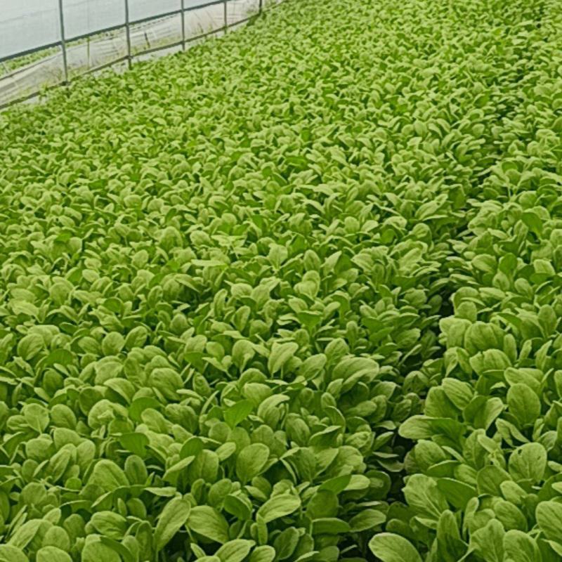 鸡毛菜