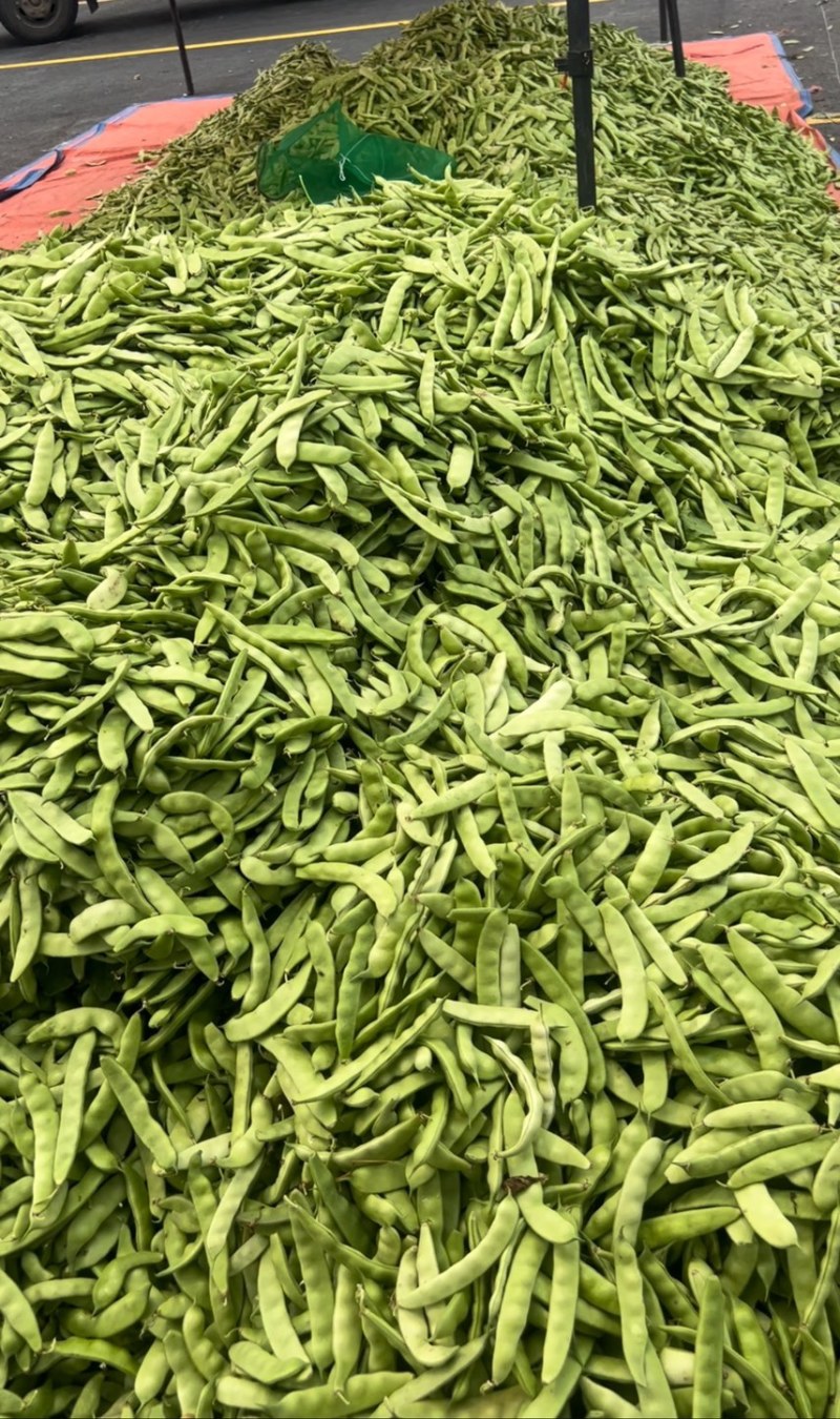 东北大油豆角