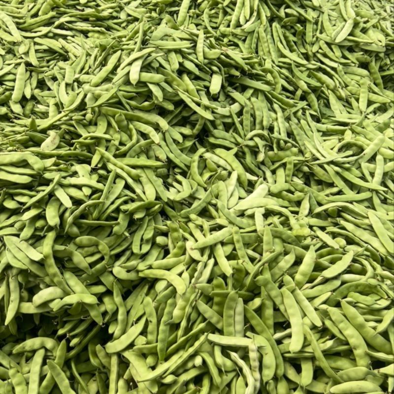 东北大油豆角