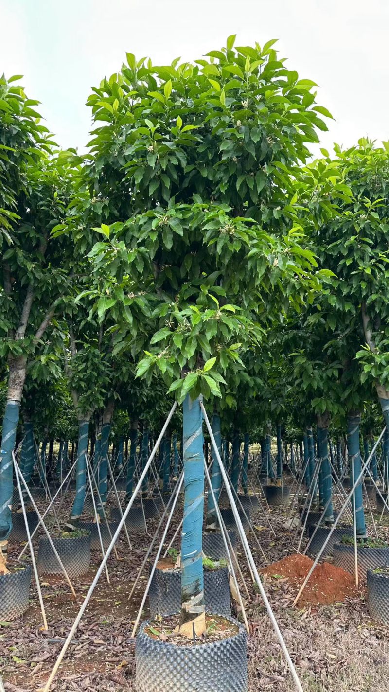 白玉兰10-25分，大量现货