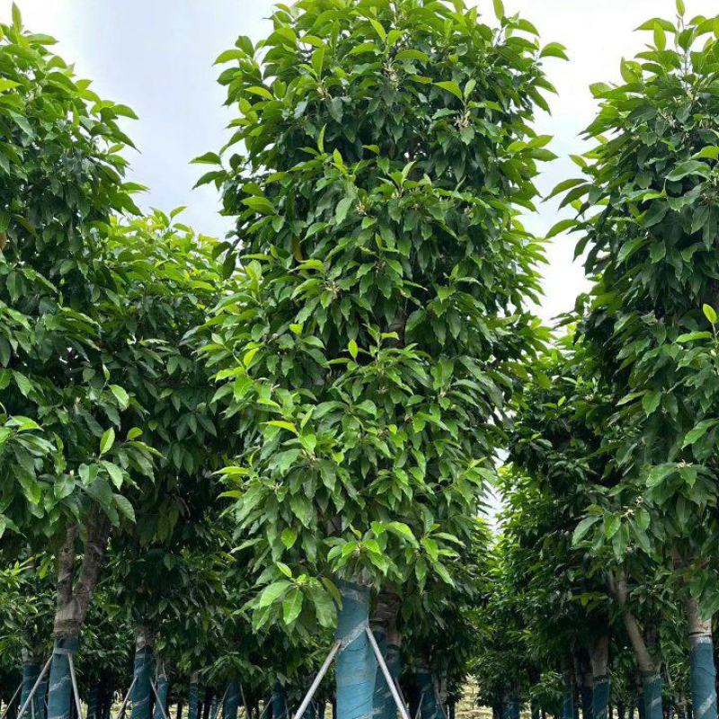 白玉兰10-25分，大量现货