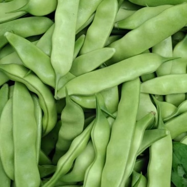 东北大油豆角