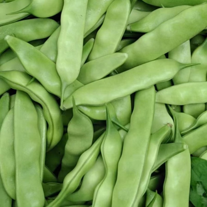 东北大油豆角