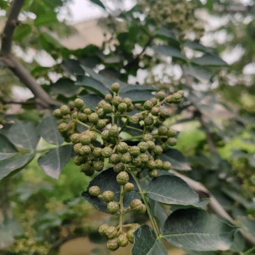 陕西青花椒