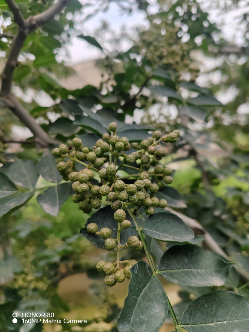 陕西青花椒