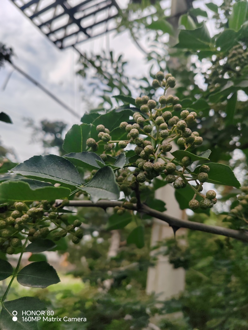 陕西青花椒