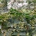 陕西青花椒