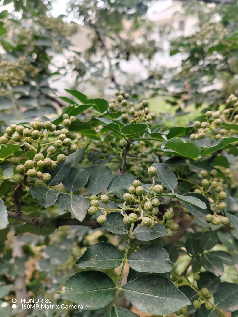 陕西青花椒