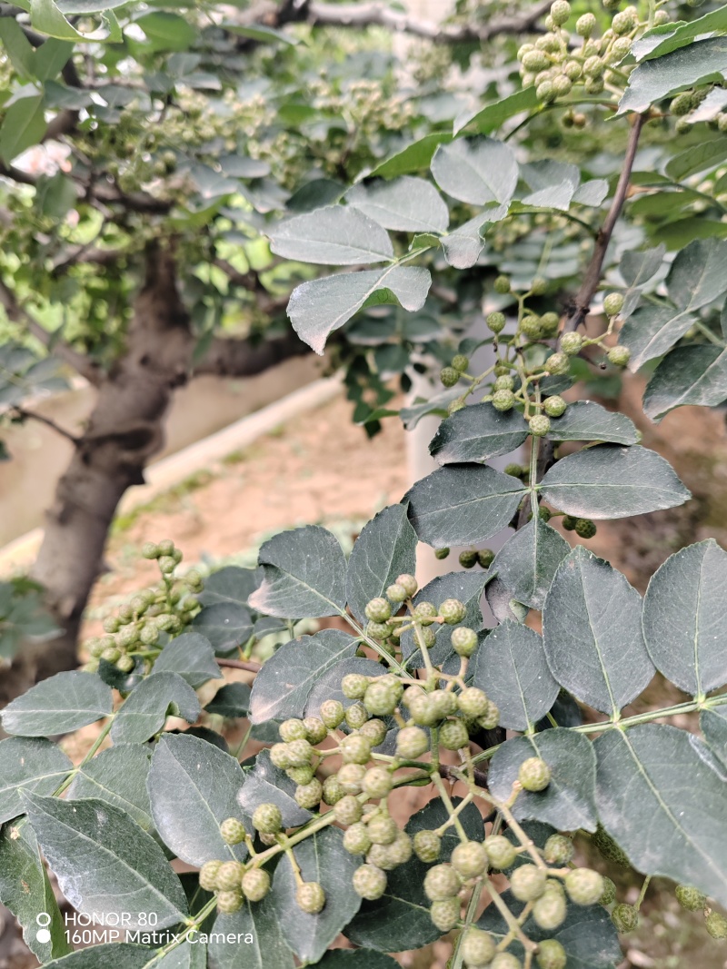 陕西青花椒
