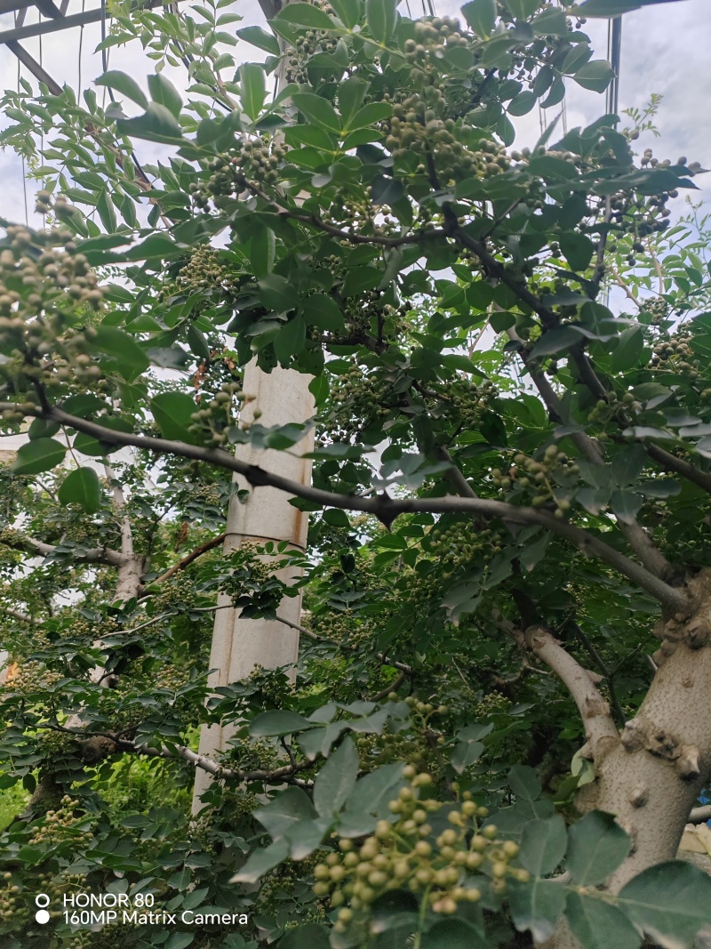 陕西青花椒