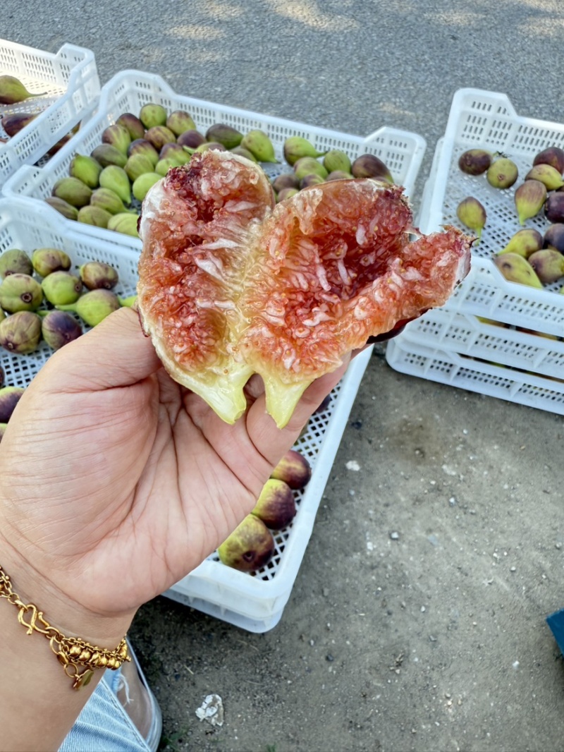 波姬红无花果