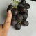 玫瑰香葡萄